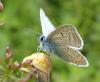 Polyommatus icarus